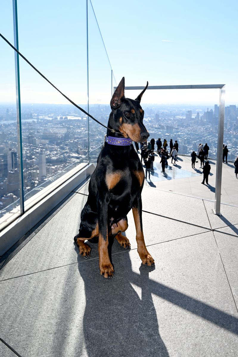 Following her triumph, Penny made a celebratory visit to the Empire State Building before turning her attention to what comes next. 