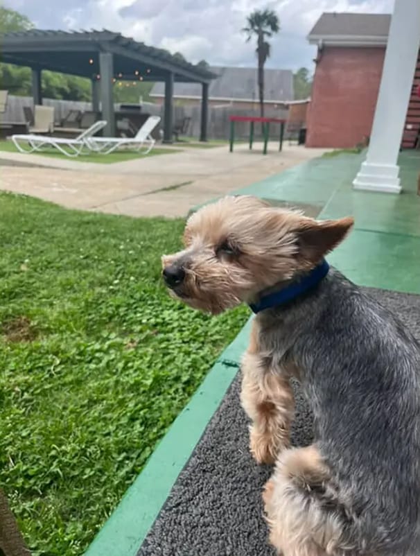 This tiny dog went missing for 5 years, then showed up at a frat house