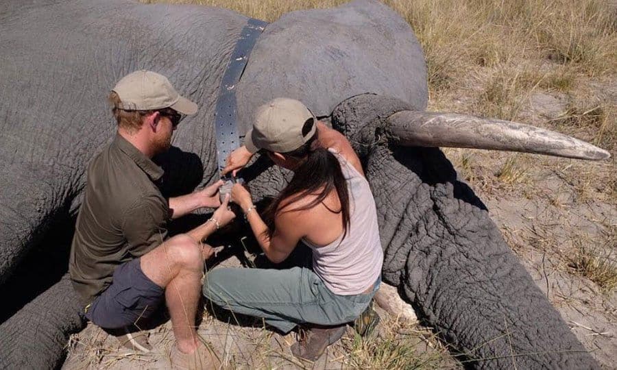 Prince Harry and Meghan Markle elephant Botswana 