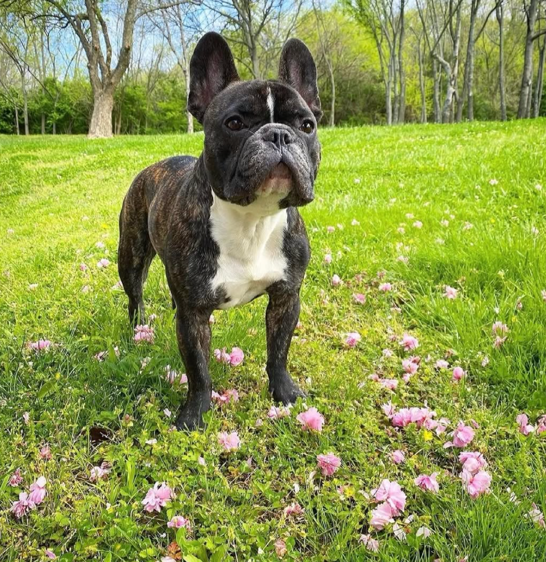 Billy the Kid, a French bulldog owned by Dolly Parton’s longtime manager, became her beloved “god-dog” and inspired two of her children’s books.