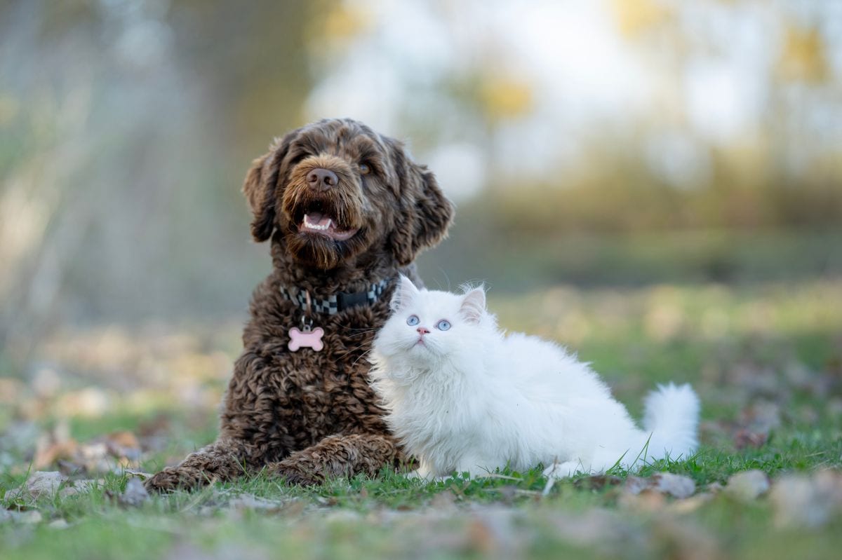 A Portuguese Waterdog and a white Persian cat are seen laying outside in the grass together as they bask in the warm fall sun.  They both appear happy and content. 