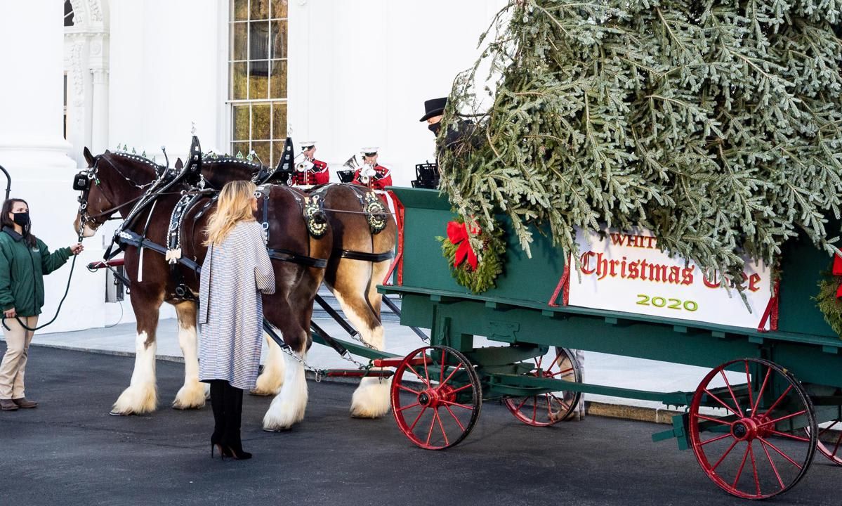 Melania Trump speaking with the driver of the carriage delivering of the White House Christmas Tree