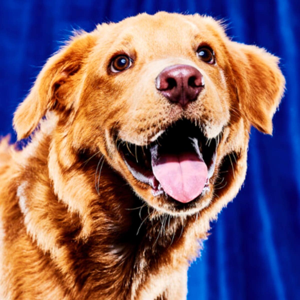Josh Allenhound, Team Fluff - Buddy's Second Chance Rescue