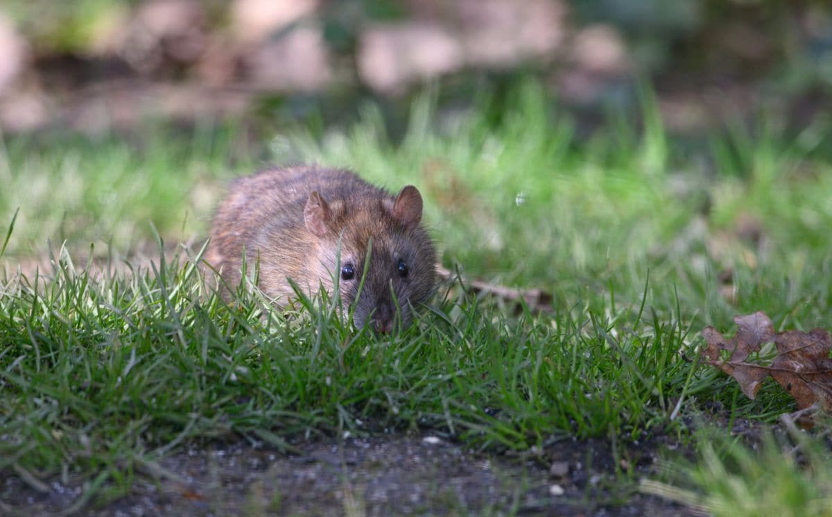 Rats are cute, but their droppings can get you sick