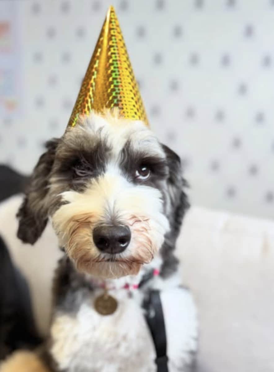 Salsa celebrating her 5th birthday