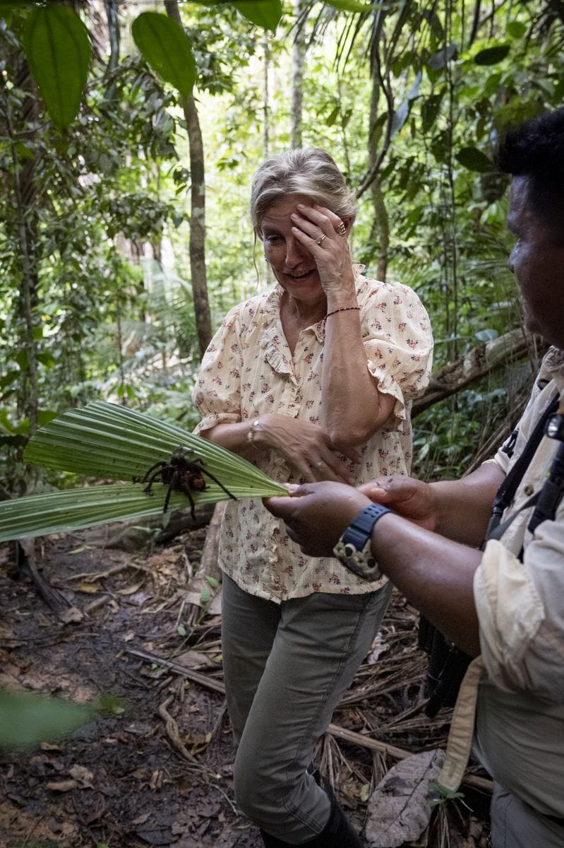 The Duchess of Edinburgh is shown a Goliath birdeating spider during a biodiversity nature walk, guided by Mr Rey Mozombite and Mr Daniel Macedo, Professional Amazon Guides in the Peruvian Amazon, during her visit to South and Central America.
