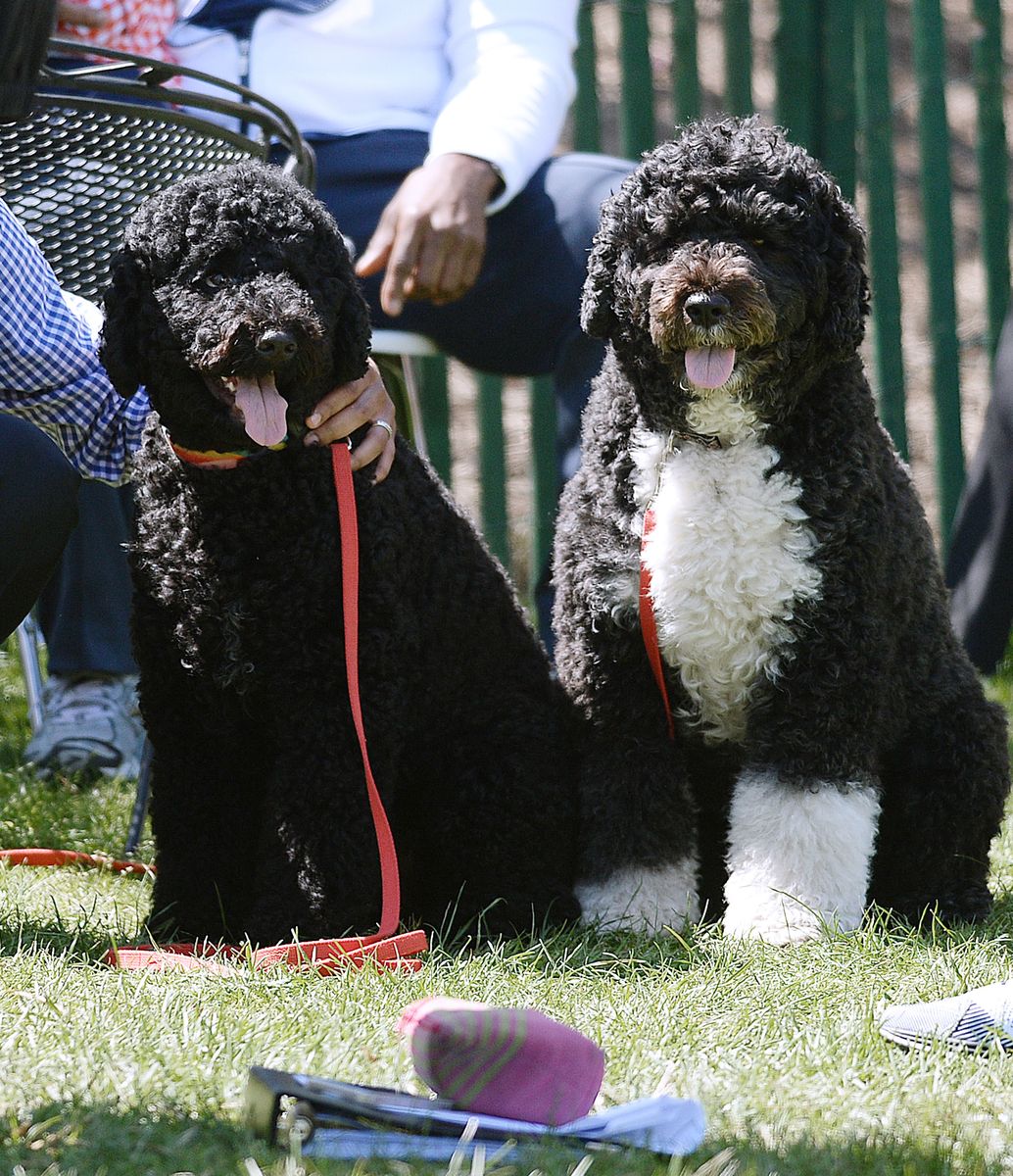 Presidential dogs Sunny and Bo during the annual White House Easter Egg Roll 
