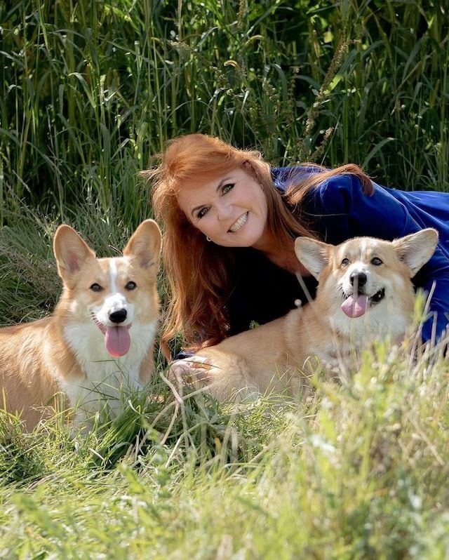 The royal family has always loved their pets. Queen Elizabeth II’s corgis were adopted by Prince Andrew and Sarah after her passing.