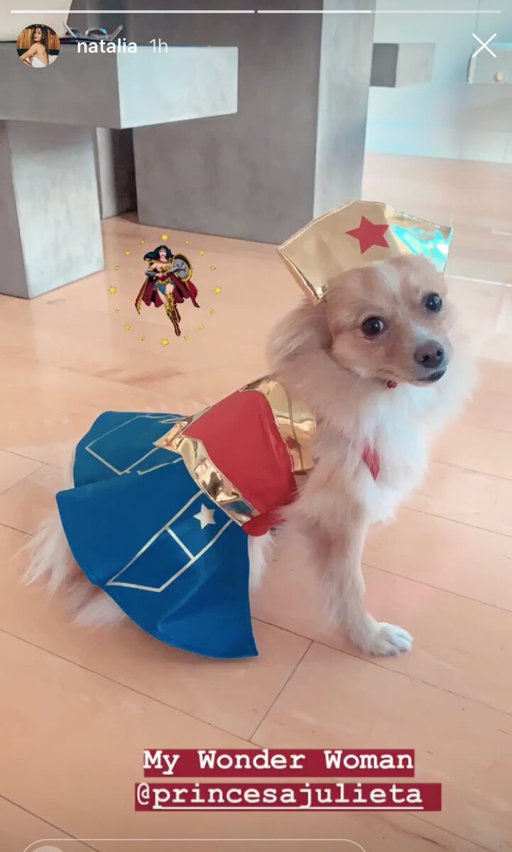 Las mascotas de los famosos tambien quieren 'dulce o truco'