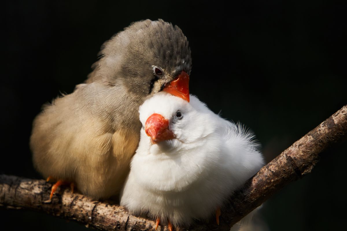 Zebra Finch