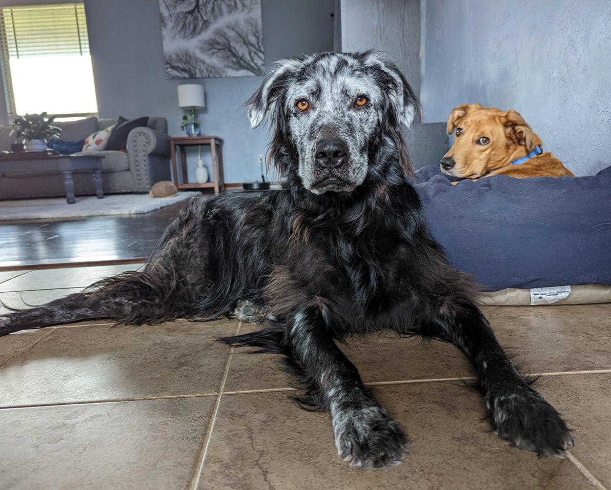 Buster, the dog who changed from black to white, due to skin condition