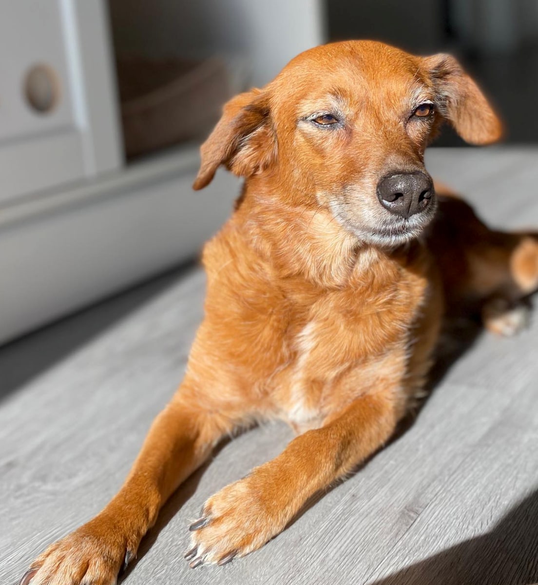 Morocha's journey: From stray pup on a Venezuelan beach to a loving home in Los Angeles