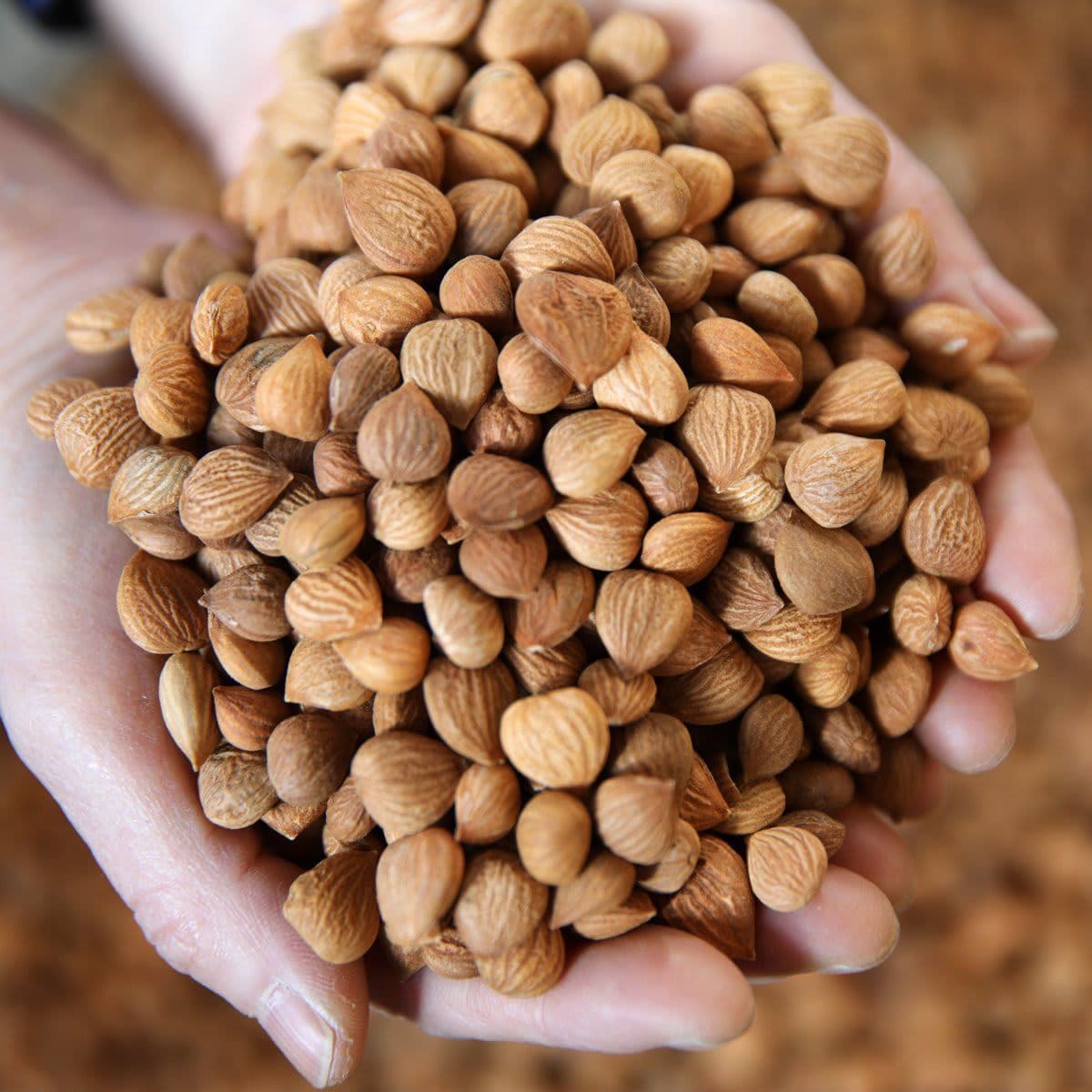 Almond Syrup Production