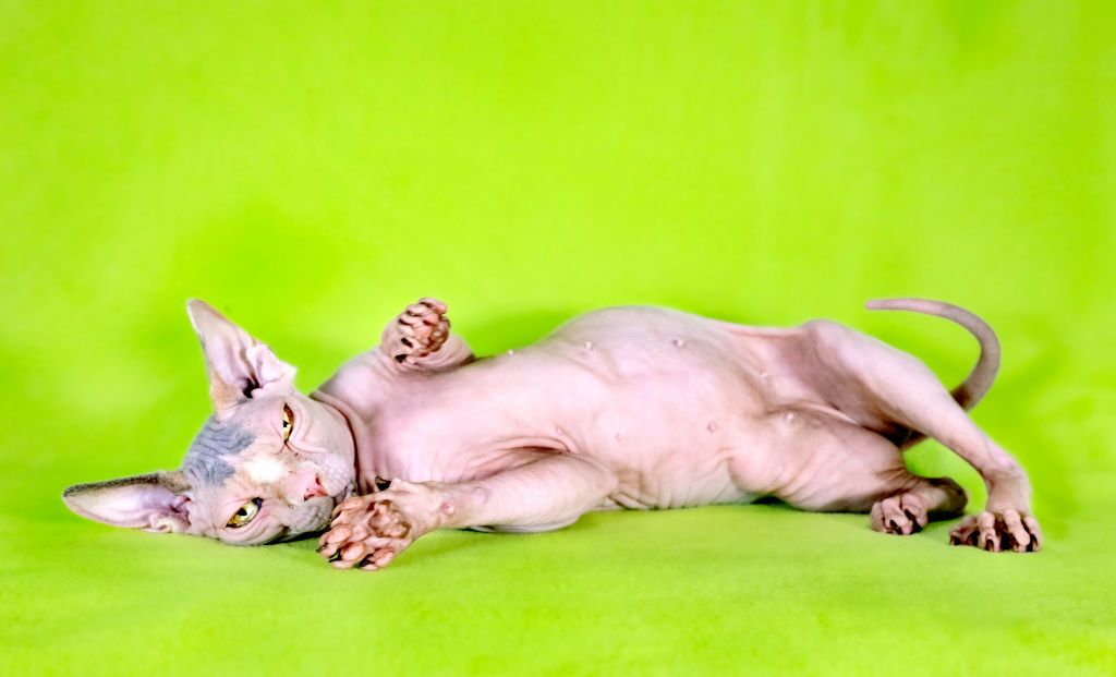 Sphynx