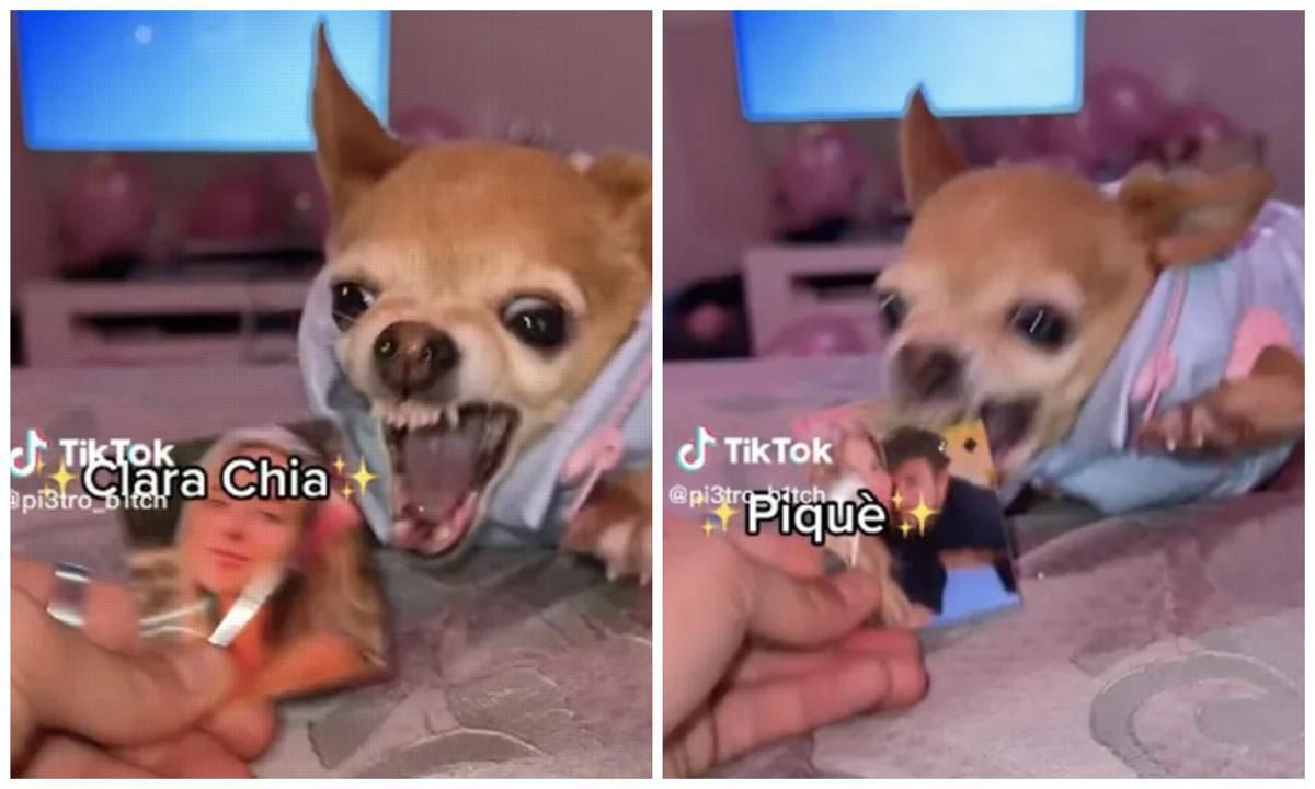 Pet of the week: Meet Prince, the chihuahua who proved to be the ...