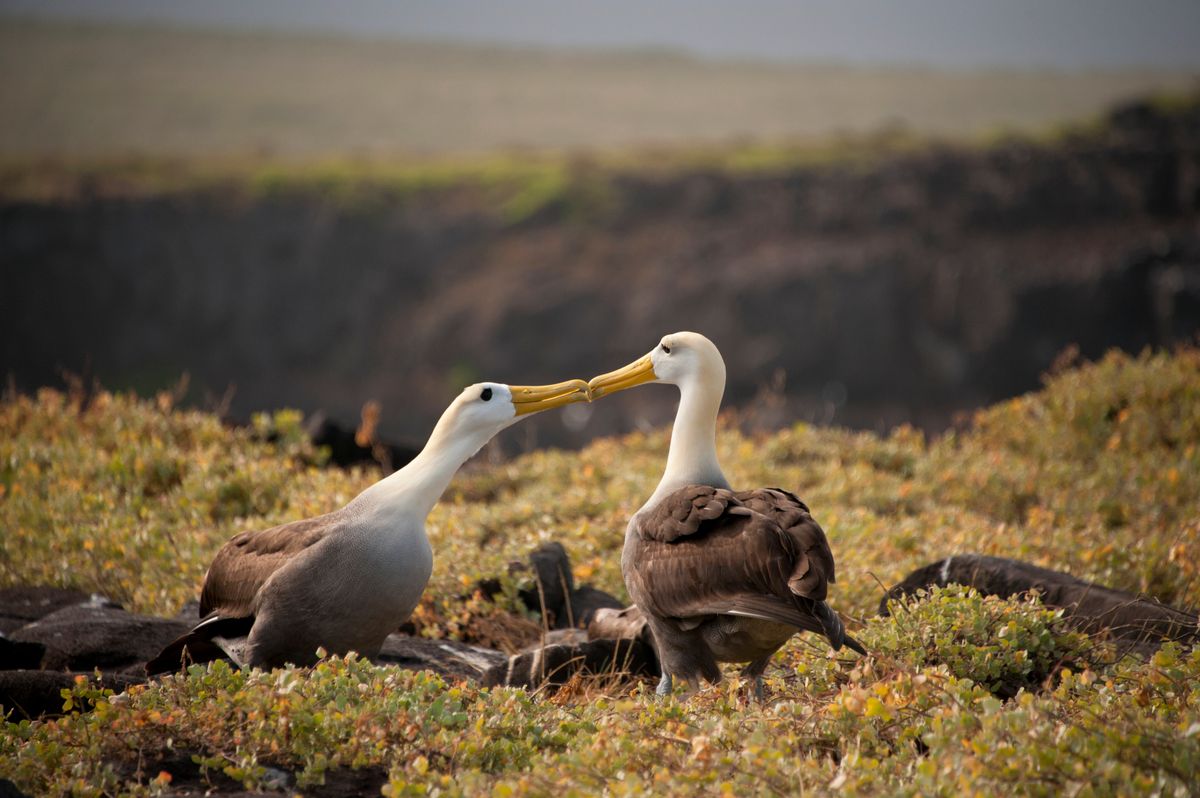 Alabatros mating dance, Galapagos Islands, Ecuador