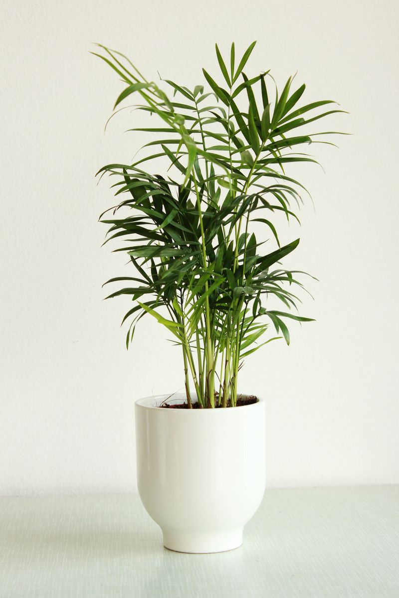 Tropical, elegant, low-maintenance.