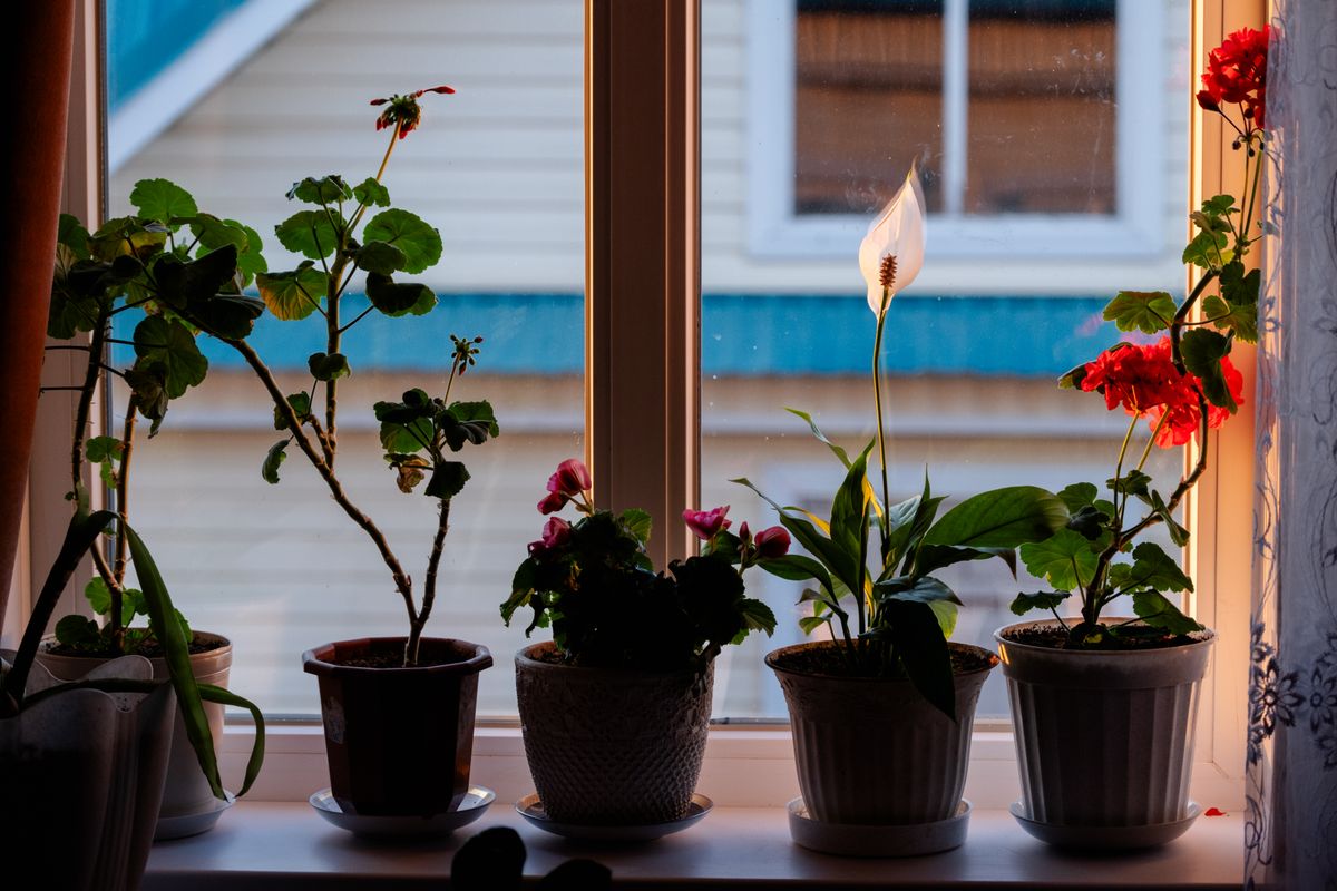 Discover the best plants for a dark small apartment, including low-light houseplants that are easy to care for, space-saving, and perfect for dim rooms.
