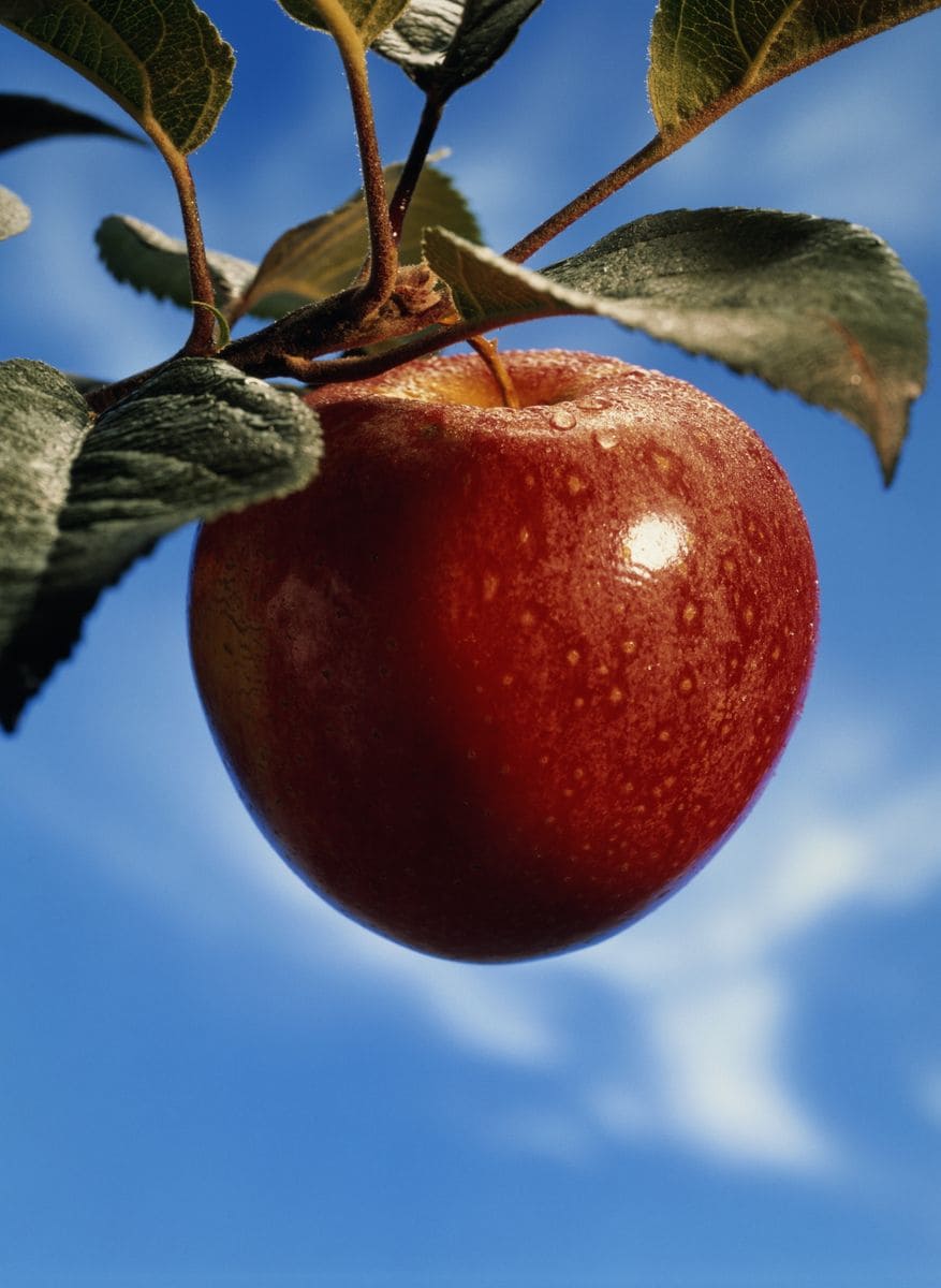 Media Image