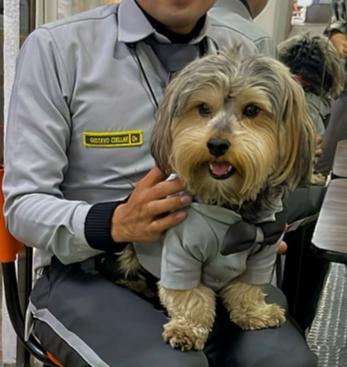 Jordán, who is nearly three years old, now wears a rotating wardrobe of canine outfits, courtesy of his owner. 