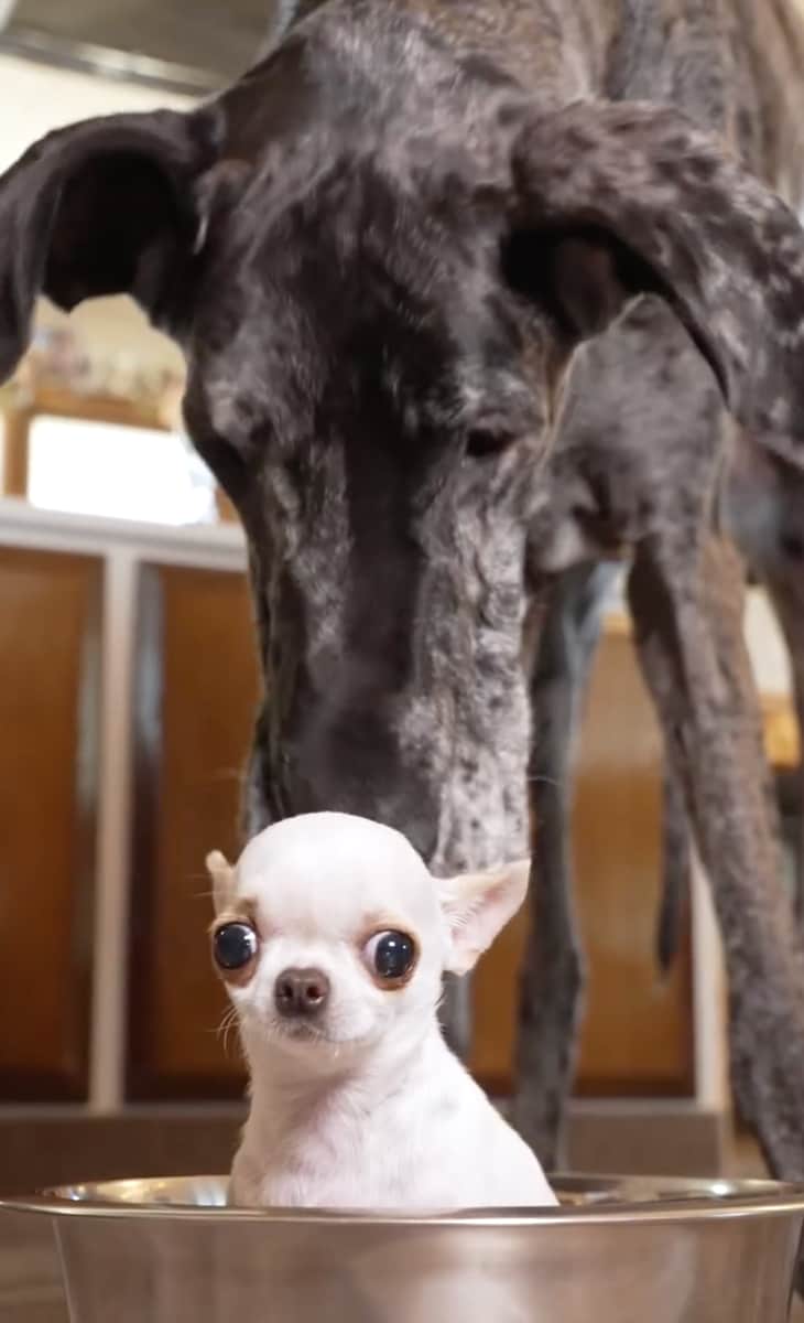 Reggie and Pearl, the tallest and the shortest living dogs