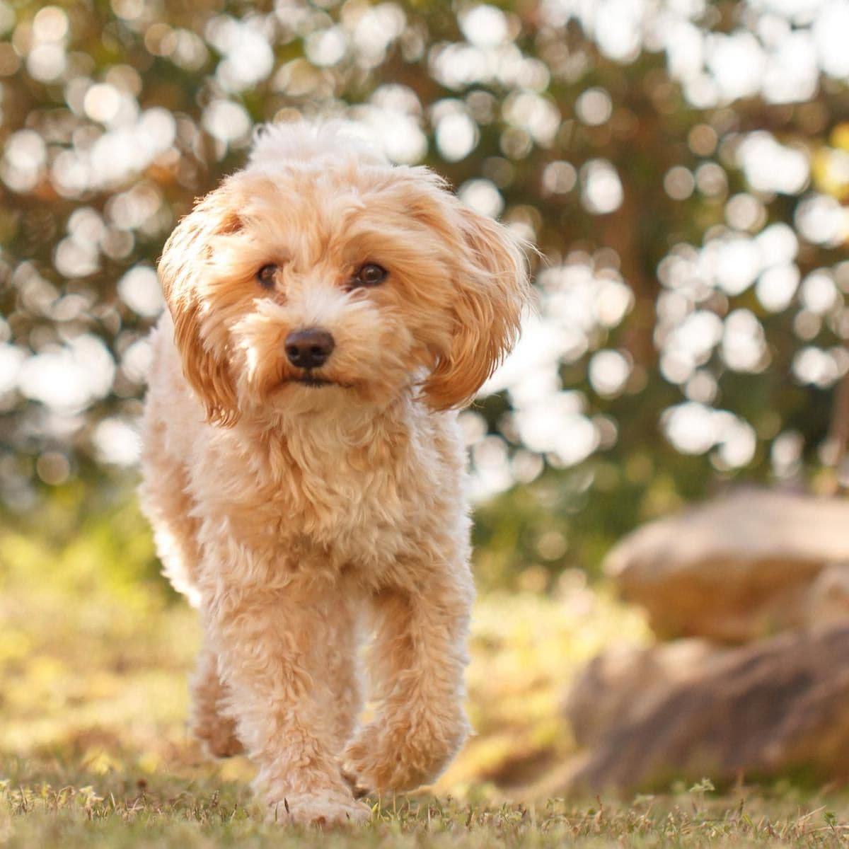 MEET THE MALTIPOO - All about one of the most adorable breeds of small dog