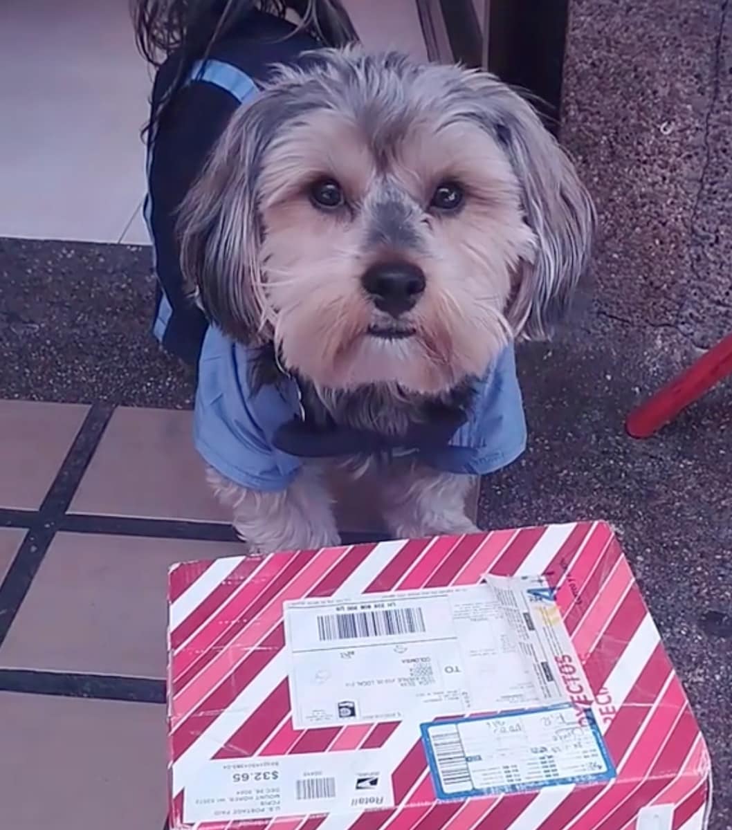 Jordán, who is nearly three years old, now wears a rotating wardrobe of canine outfits, courtesy of his owner. 