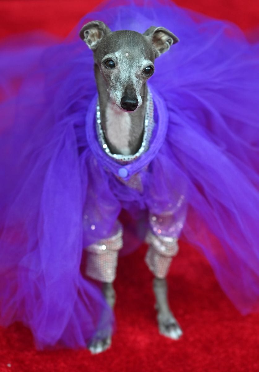 Tika the Iggy, the Italian greyhound who became an internet fashion icon, has passed away at the age of 14.