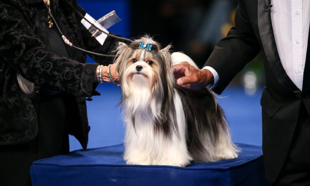 The National Dog Show Presented by Purina - Season 2021
