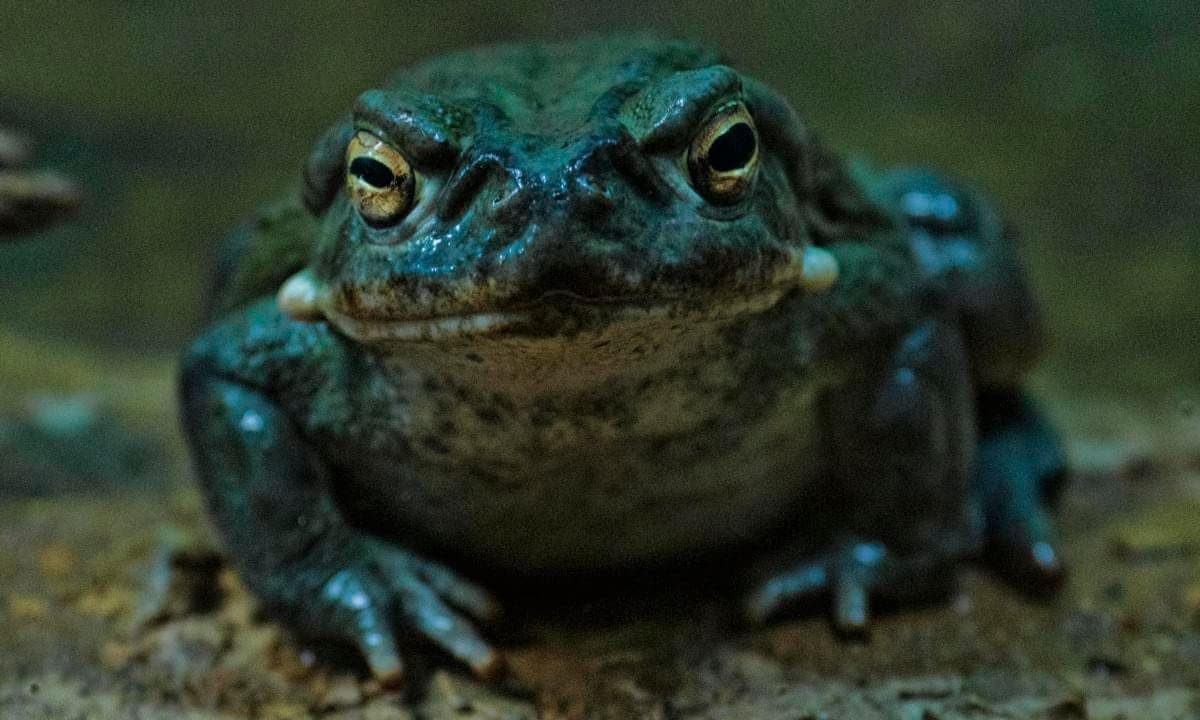 Colorado river toad