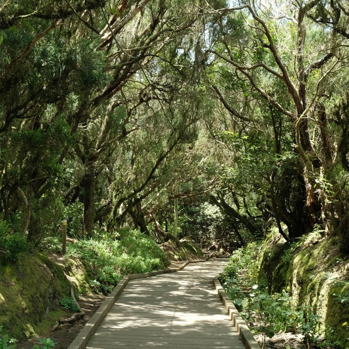 Tenerife