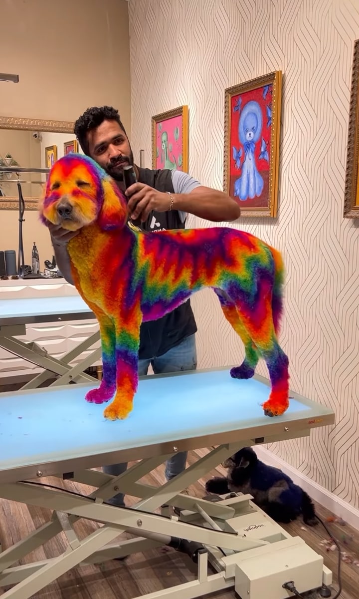 These pups get magical makeovers just in time for Halloween