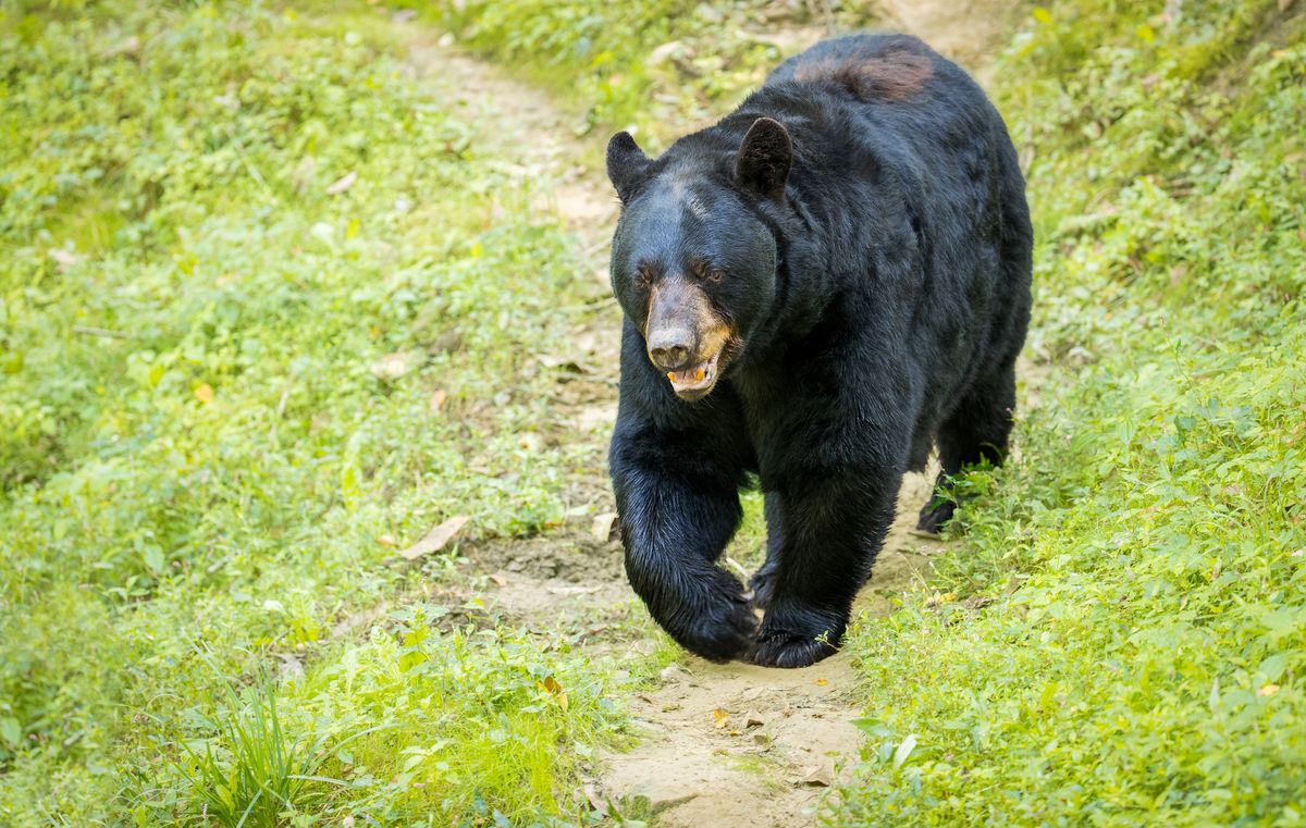 The National Park Service advises anyone who encounters a black bear to remain calm, avoid running, pick up children if possible, slowly wave their arms while speaking firmly to the bear.