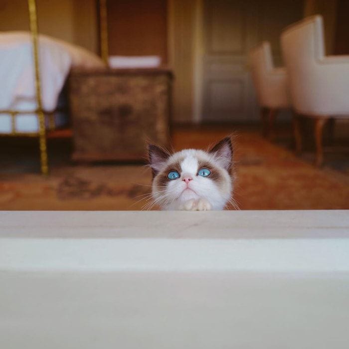 Taylor Swift cat name trademark