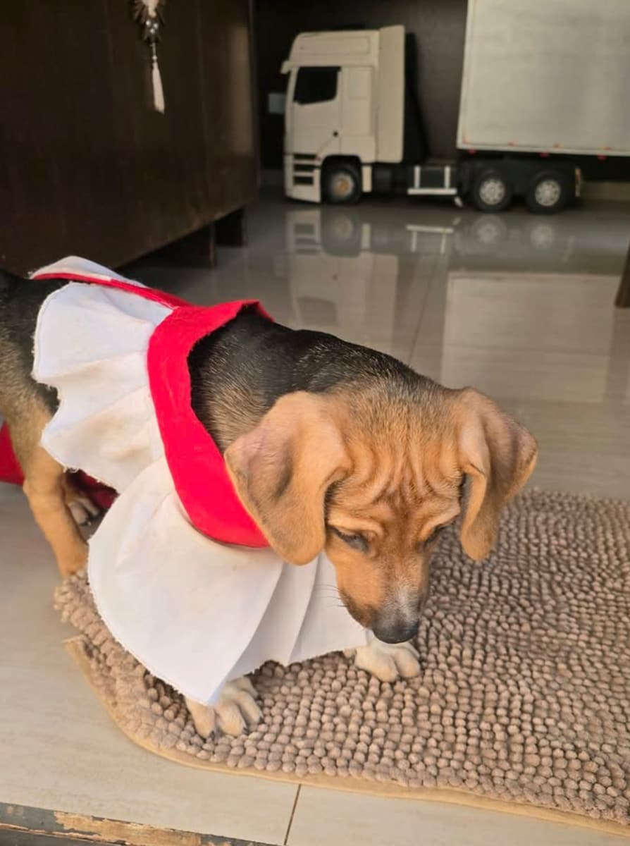Seeing how integrated Johnny had become, the priest made him a tiny red-and-white robe, officially making him the parish’s “cãoroinha."