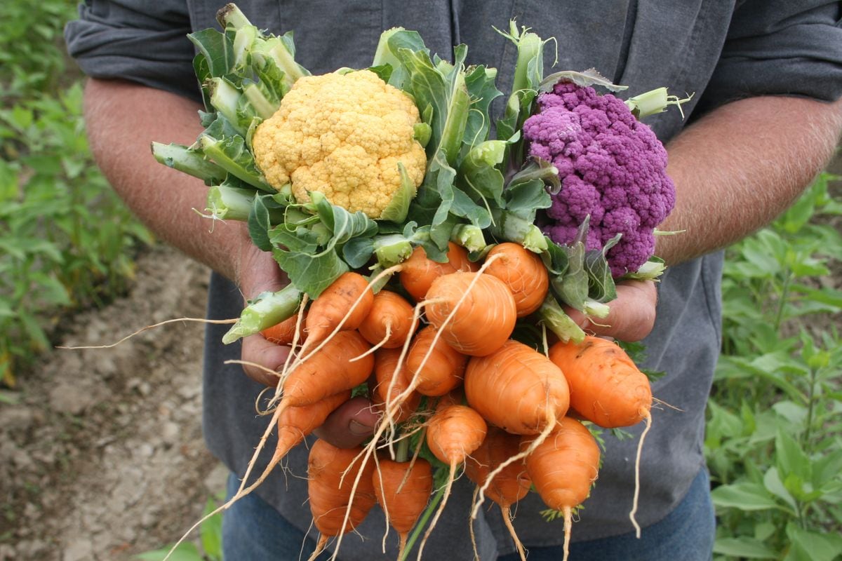 Bunches of vegetables in field