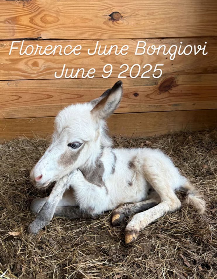 Millie Bobby Brown and Jake Bongiovi's new family member