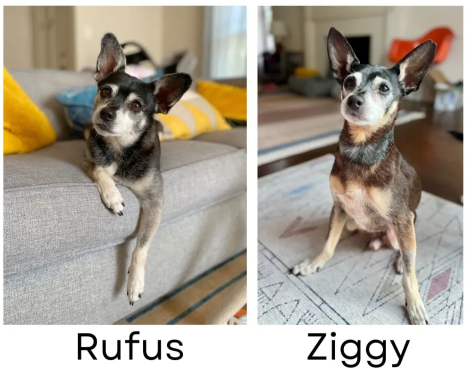Within four days of losing Rufus, the family visited the San Francisco-based shelter. 