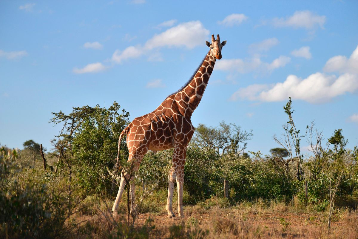 Privately run conservation area, Loisaba conservancy