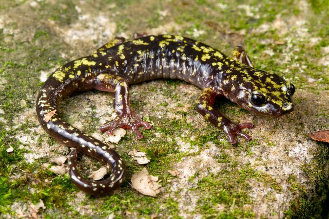 The initiative will help governments identify priority species and implement recovery actions where they are needed most.