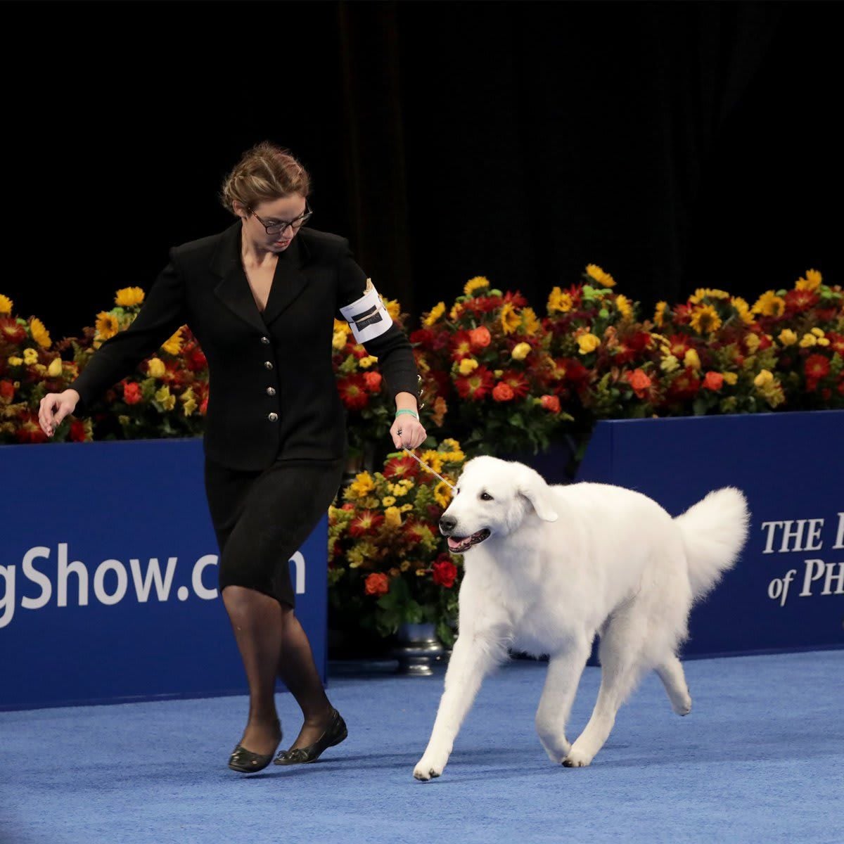 The National Dog Show Presented by Purina - Season 2021