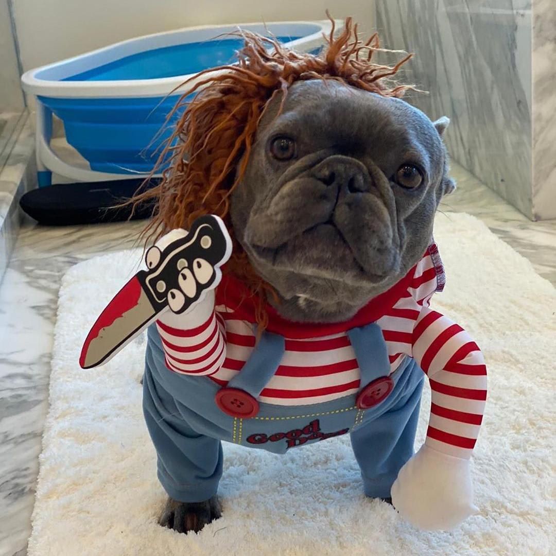 Las mascotas de los famosos tambien quieren 'dulce o truco'