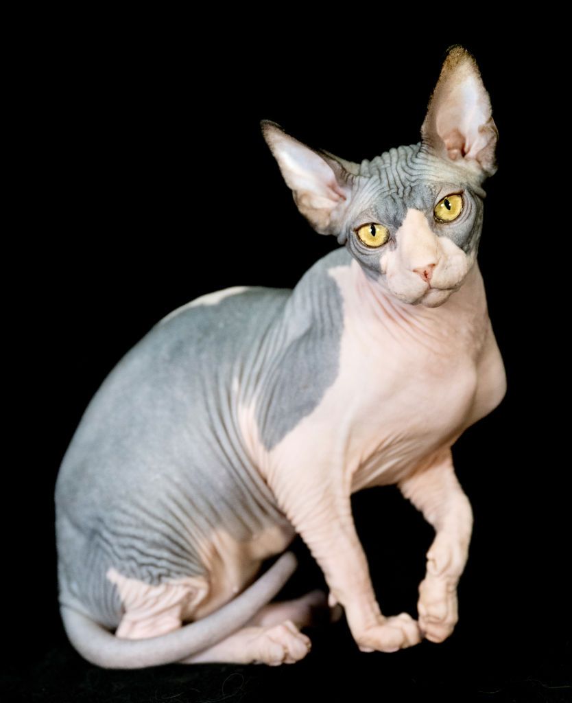 Sphynxs' are beautiful but do require more maintenance than other cats