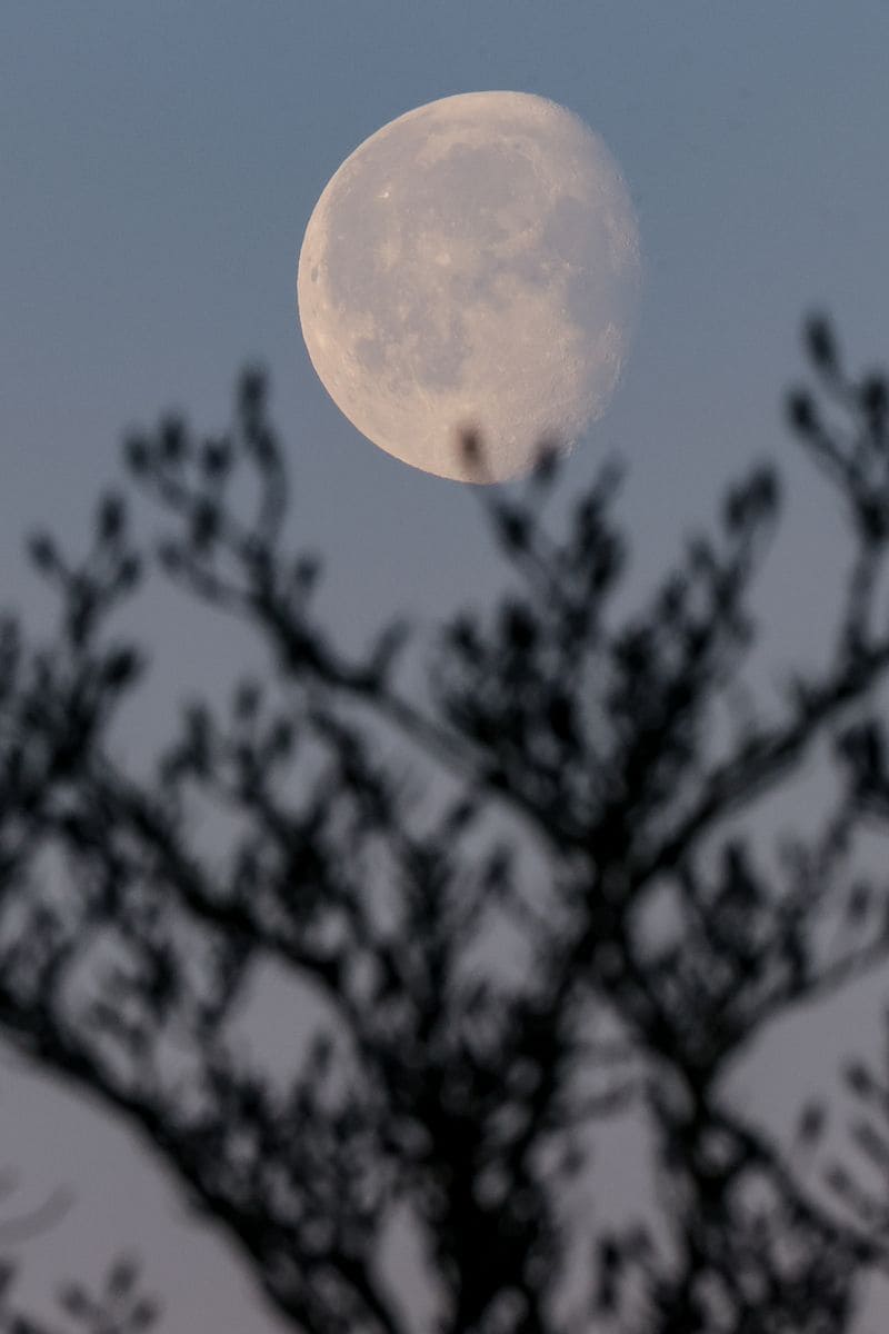 During December, the lunar path swings high across the sky, shining longer than at any other moment of the year.
