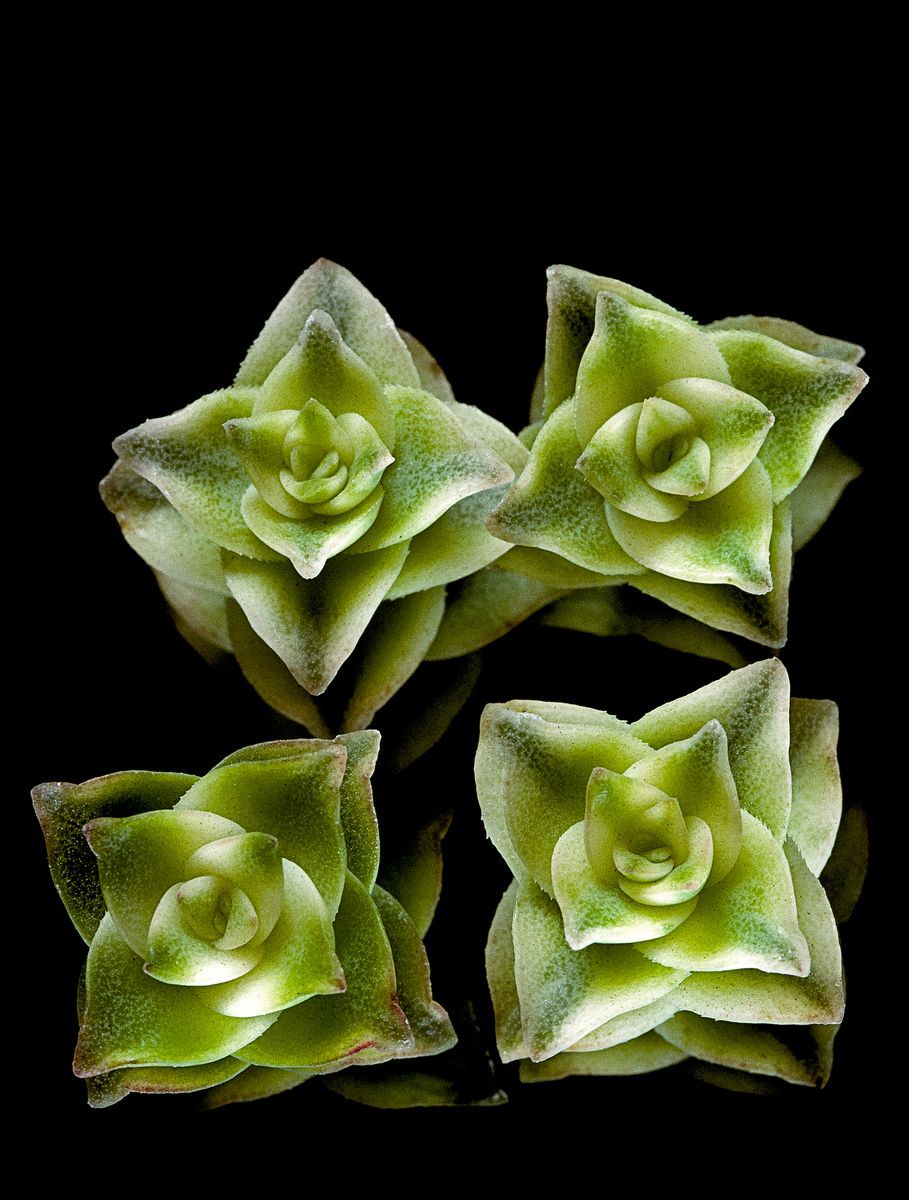 Eye catching pattern - Crassulaceae