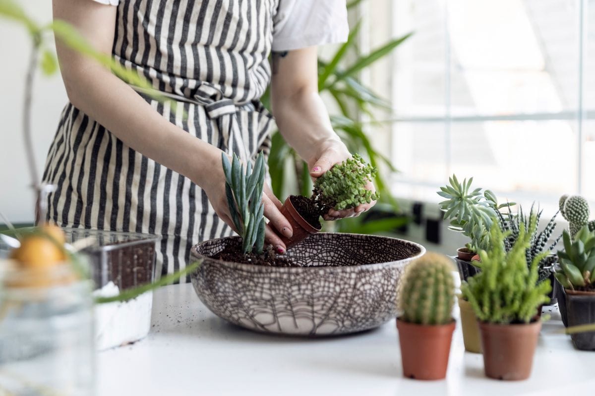 The String of Buttons likes a light, well-draining soil mix.
