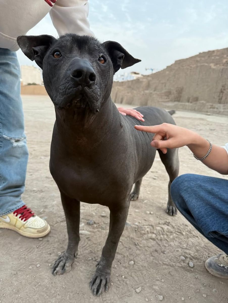 Shakira shared some of her favorite memories of her time in Peru, including an adorable dog and some delicious food