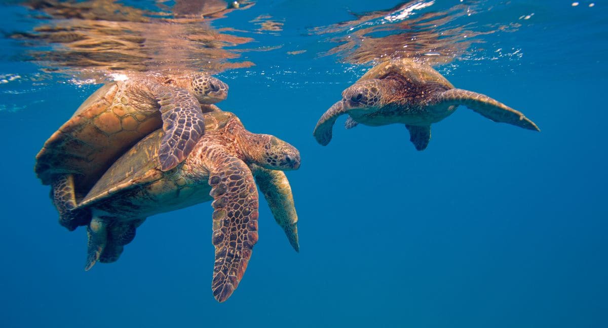 Green sea turtles mating at the surface