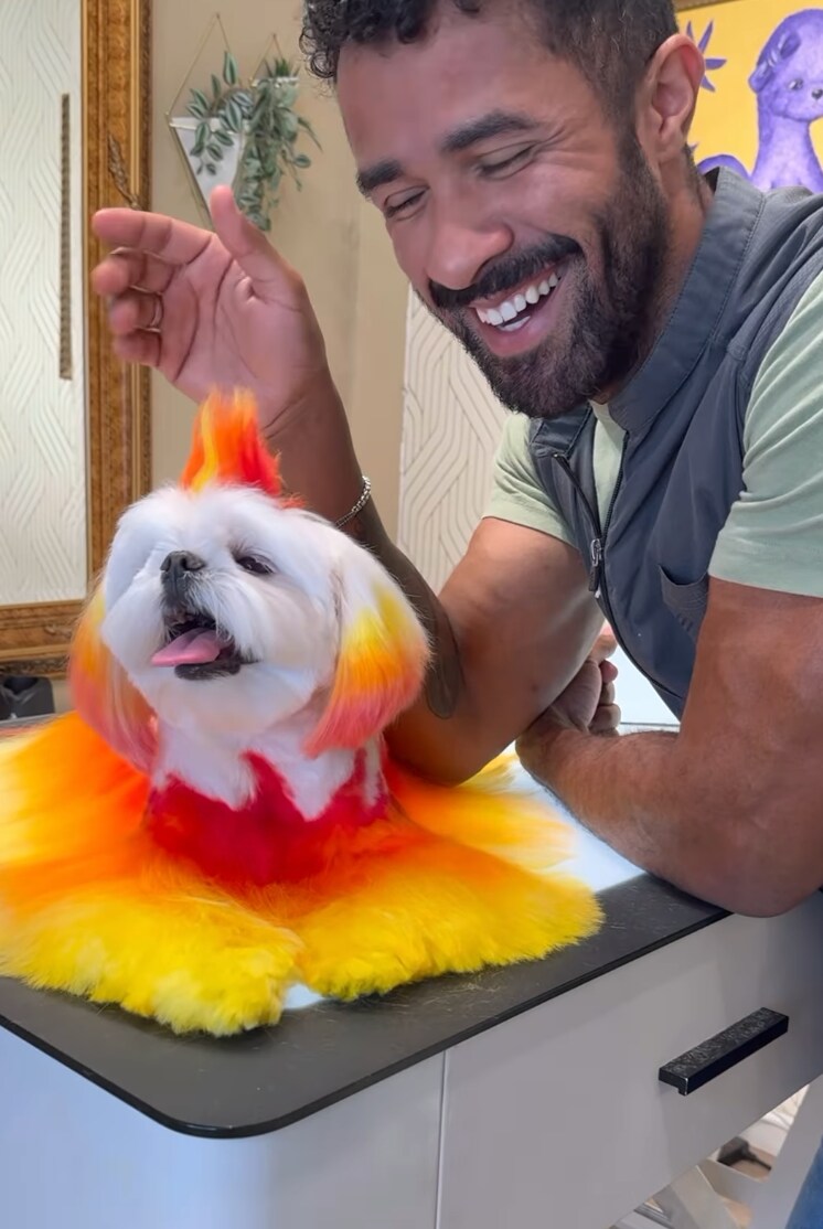 If you’re looking for costume inspiration this Halloween, you might just want to head to the groomer.