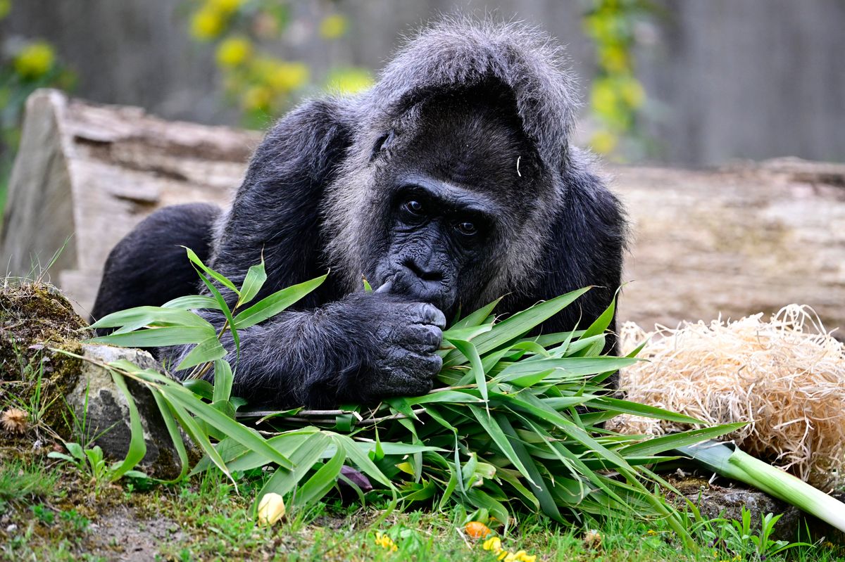 She's been at the zoo for 66 years